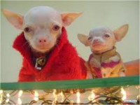 /album/doggiesmax/images-1-jpg/